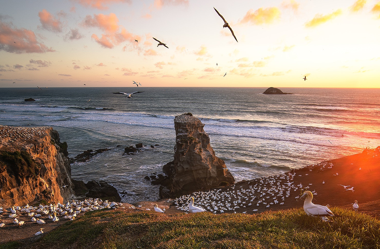 The gannet colony at Muriwai.