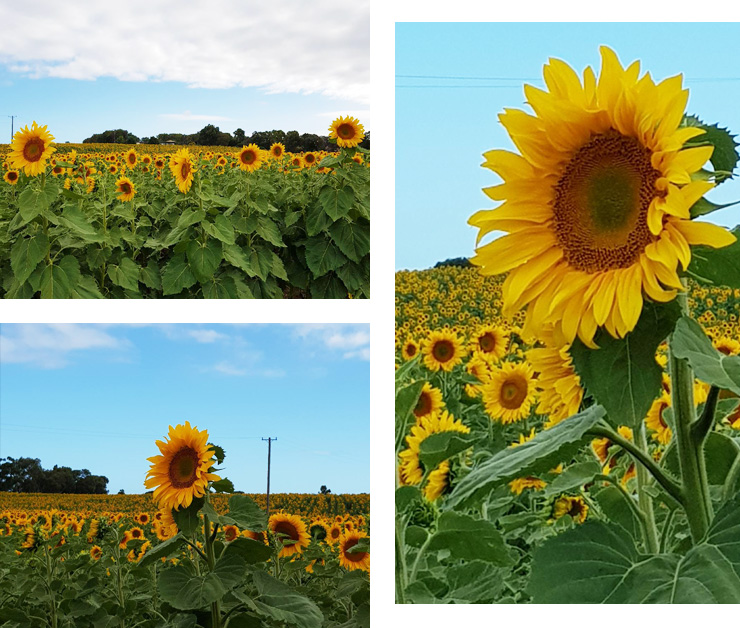 A Massive Sunflower Field Just Sprung Up Outside Brisbane URBAN LIST BRISBANE