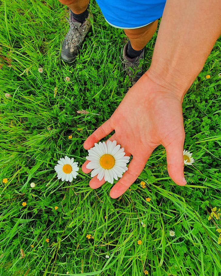 Alice cups a giant daisy while walking the Puhoi Track. 
