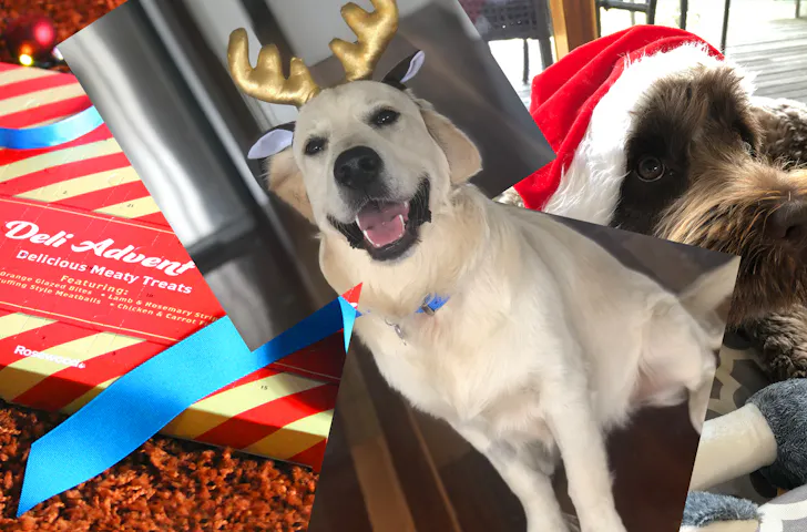 A collage of gifts for dog lovers