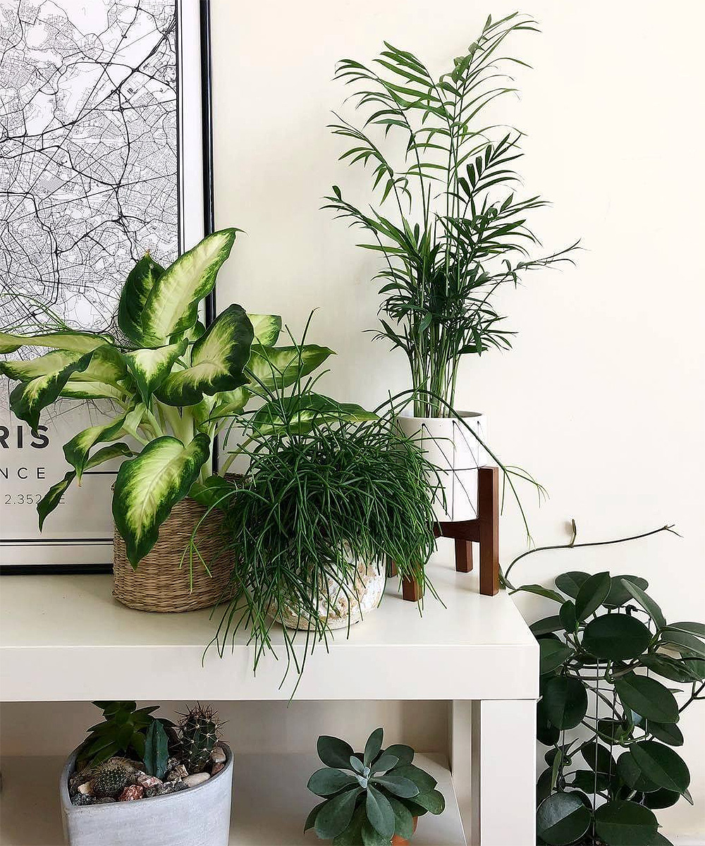 Beautiful plants in an apartment.