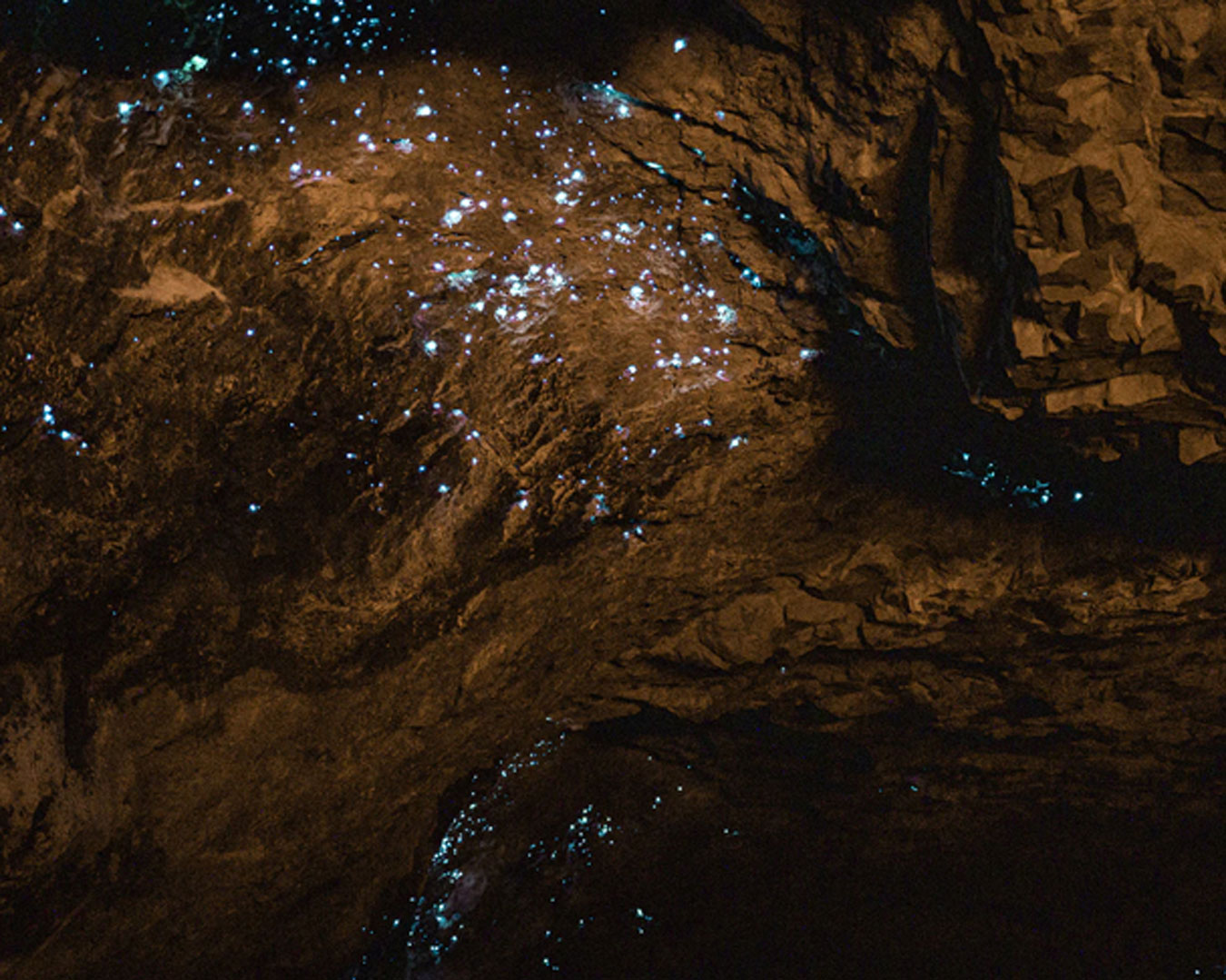 glow worms in cave