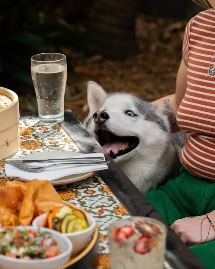 golden barley sydney's best dog-friendly pubs