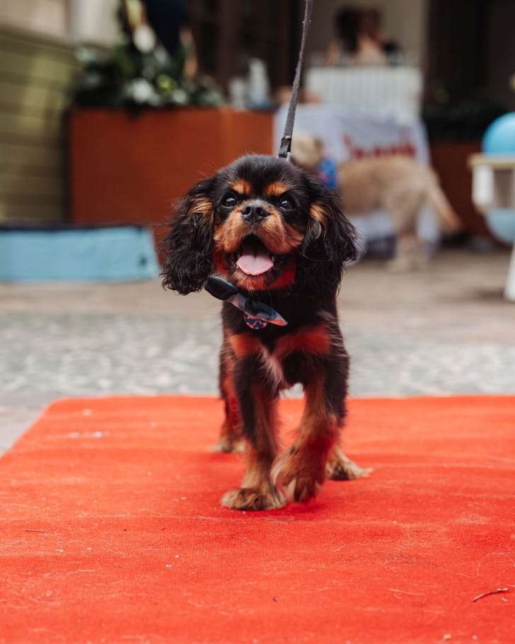 golden sheaf sydney's best dog-friendly pubs