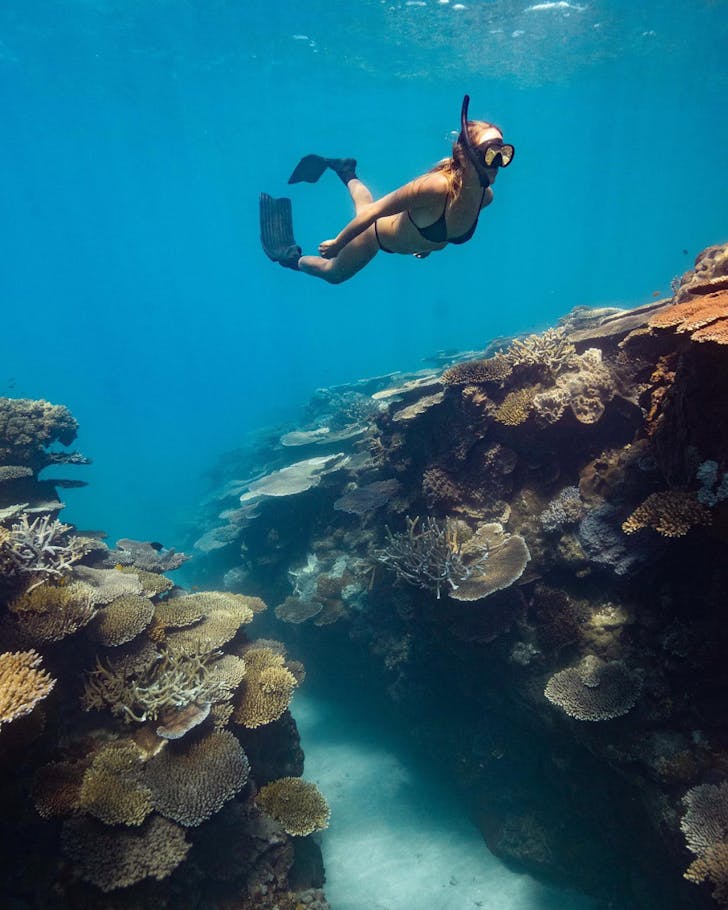 A woman in a black bikini snorkels through coral in the Great Barrier Reef.