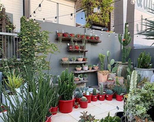 A courtyard filled with succulents in pots.