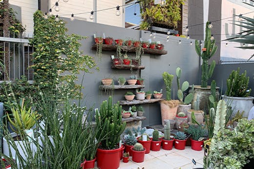 A courtyard filled with succulents in pots.