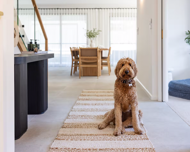 A dog sits in the living space at Haus Fina pet-friendly Airbnb bear Sydney