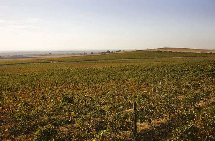 Sprawling vineyards in Heathcote on a sunny afternoon.