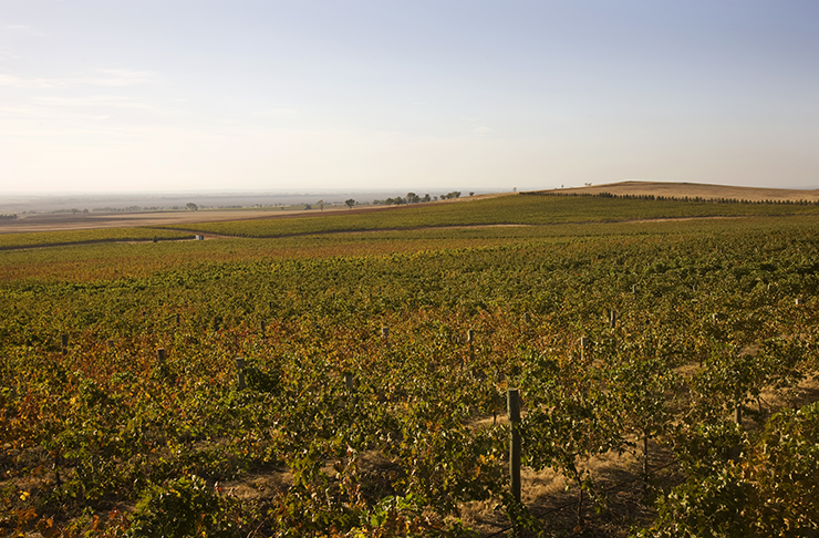Sprawling vineyards in Heathcote on a sunny afternoon.
