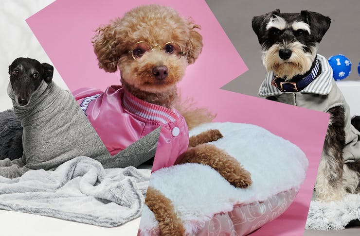 Pet Homewares Everything You Need To Create A Pet Paradise At Home pet-homewares-everything-you-need-to-create-a-pet-paradise-at-home
