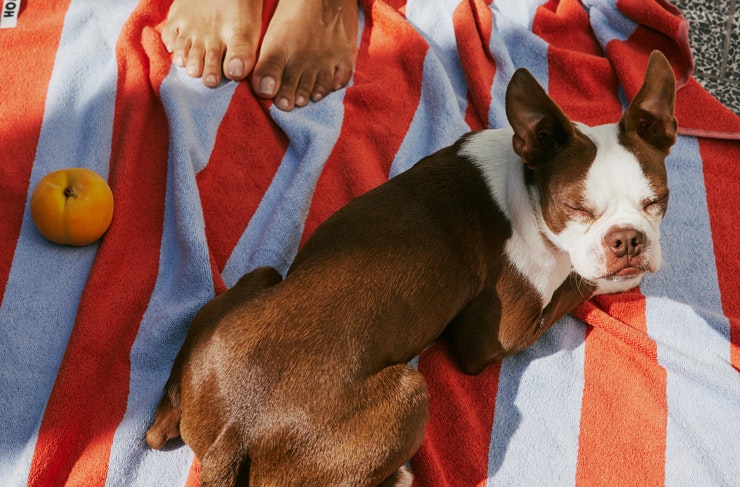 A cute dog relaxing on a striped towel