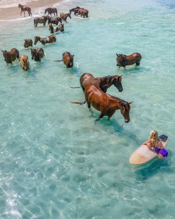 Horses roam in Sumba