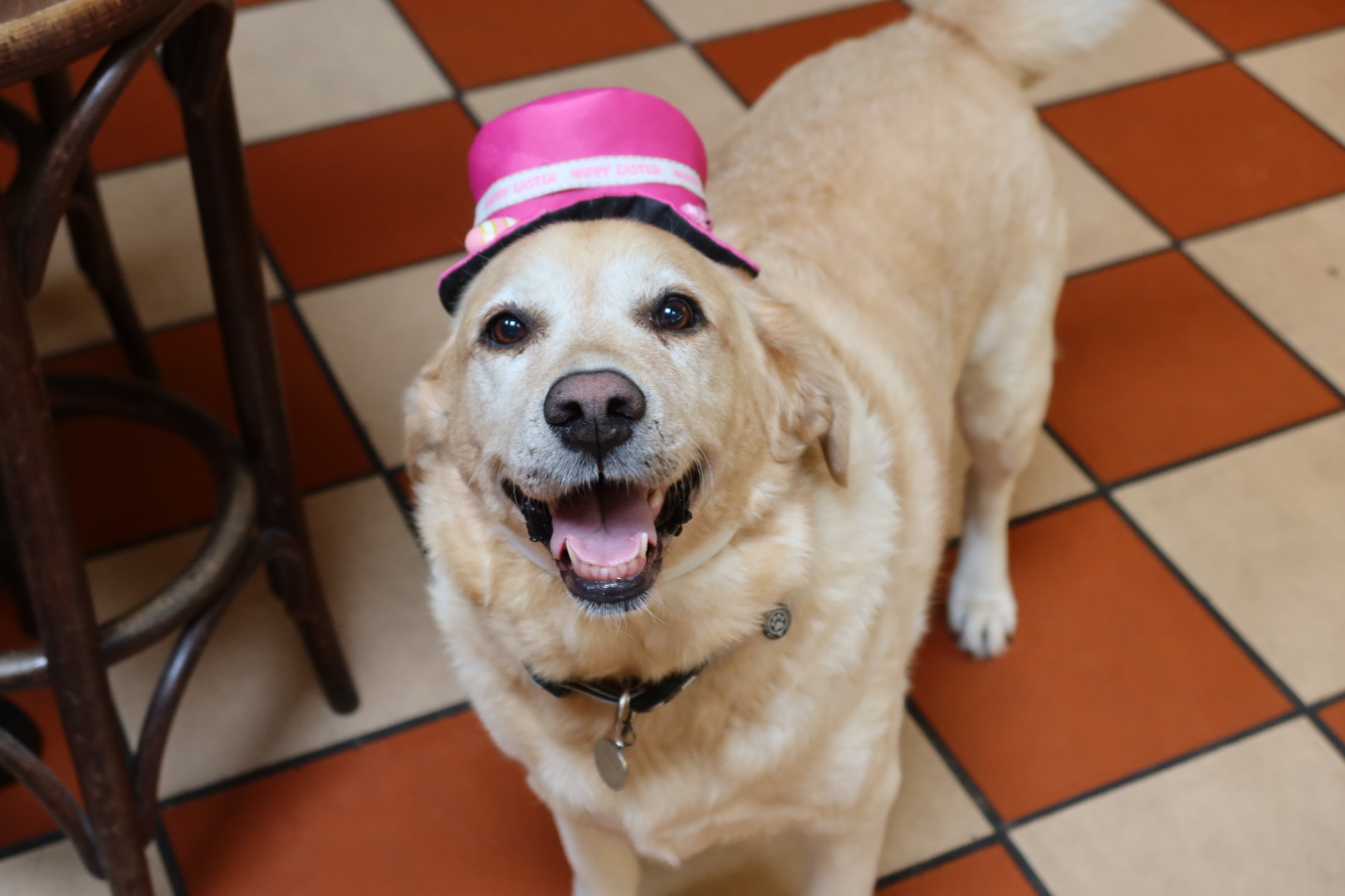 golden retriever dog wearing a pink hat