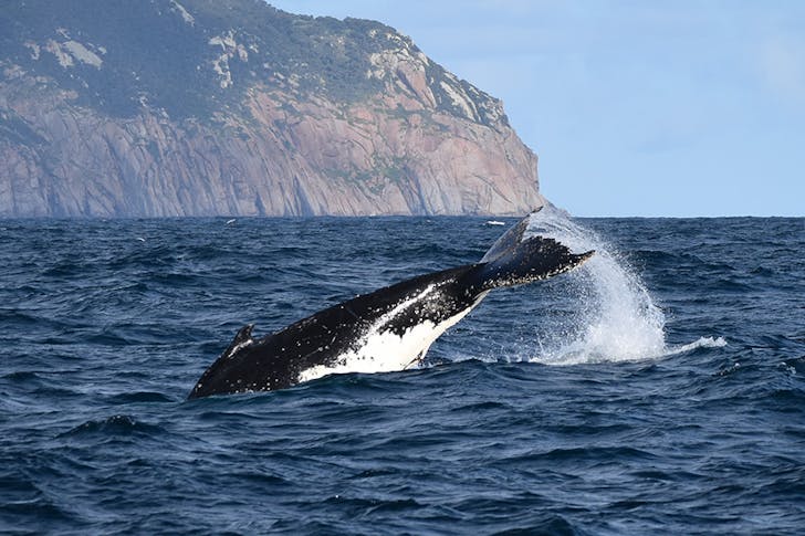whales