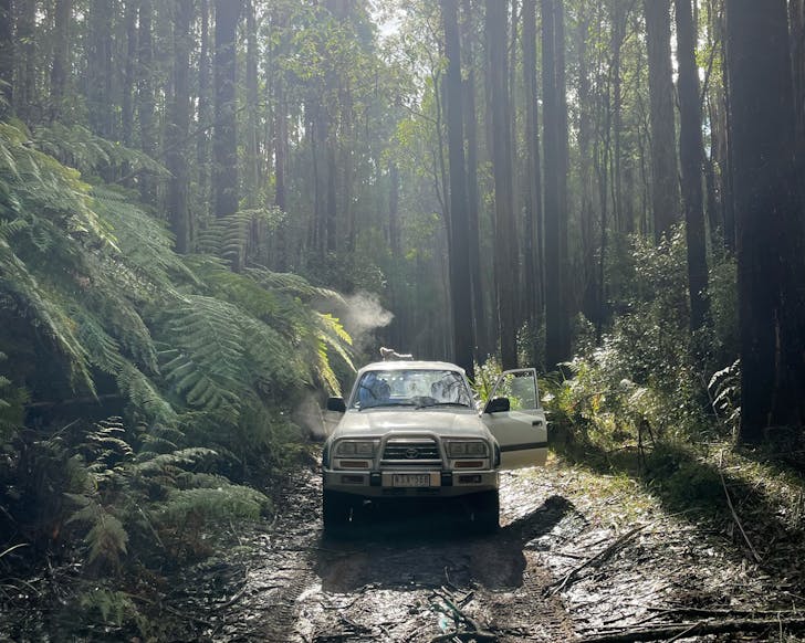 fwd in forest 