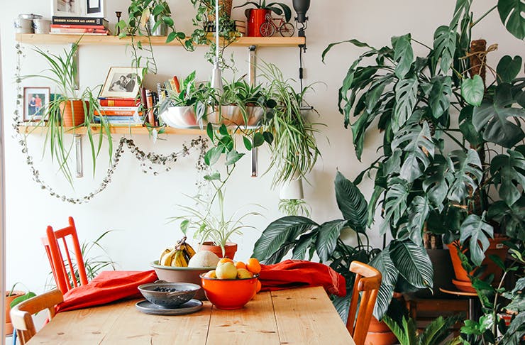 Sunlit dining room with indoor plants and vines hanging from shelves.