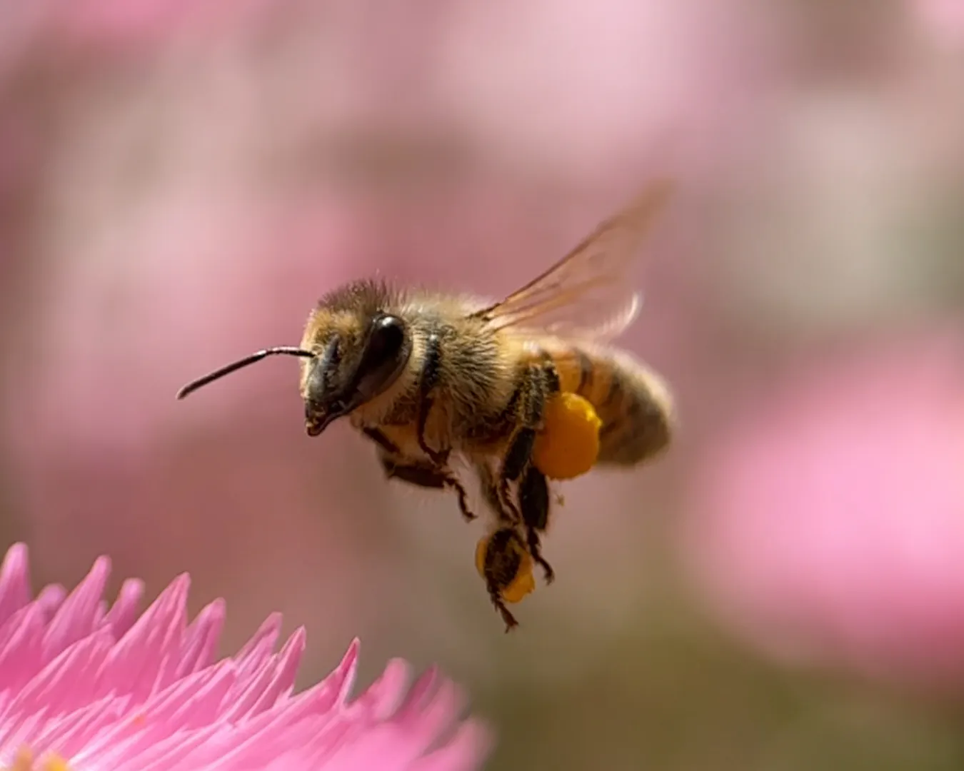 This West Aussie Student Has An Inventive Plan To Save Our Native Bees ...