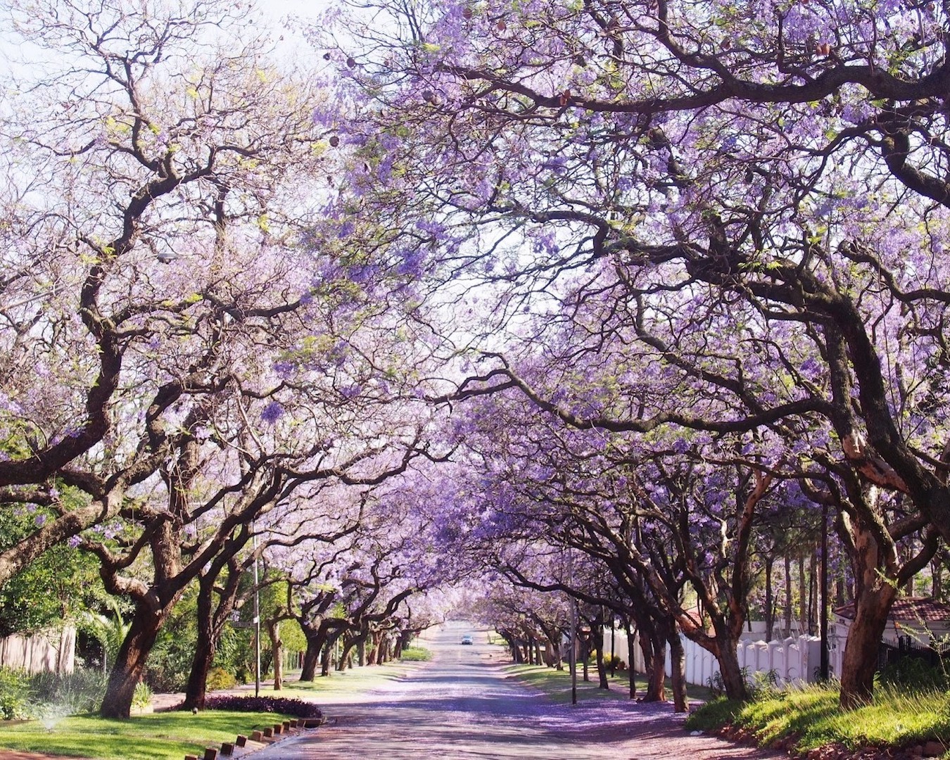 A street lined with purple-hued jacaranda trees in Perth