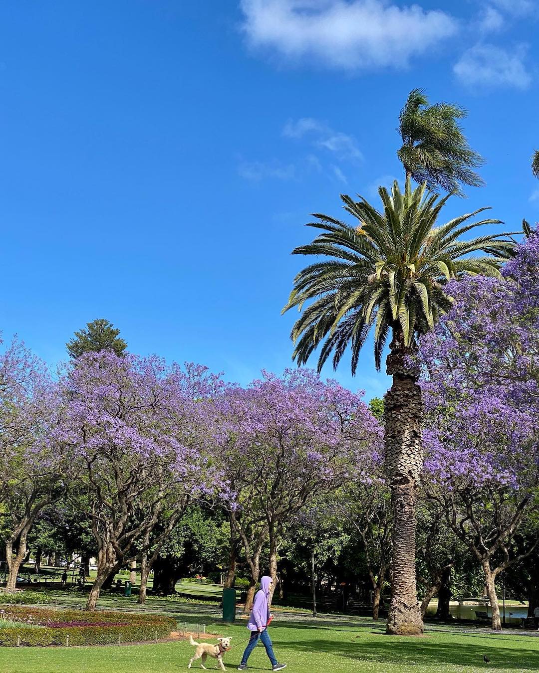 Hyde Park with blooming jacaranda trees