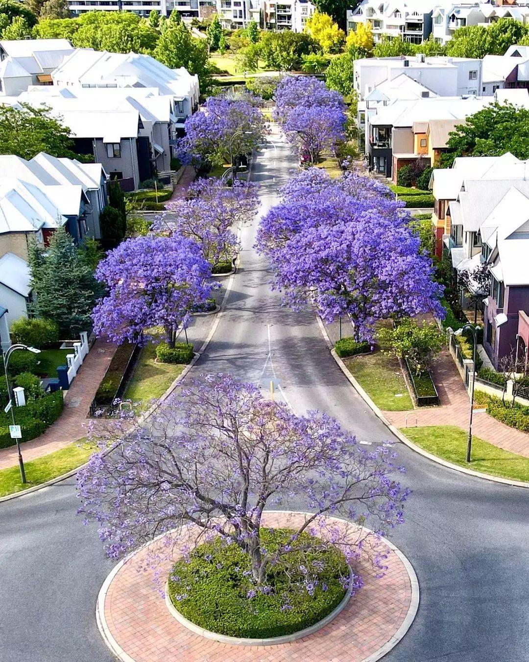 A street lined with jacarandas in Subiaco, Perth