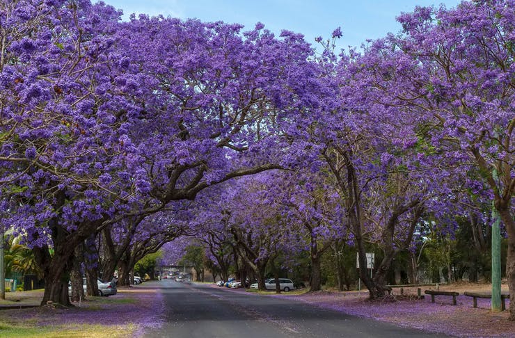 Jacaranda trees in bloom near Sydney