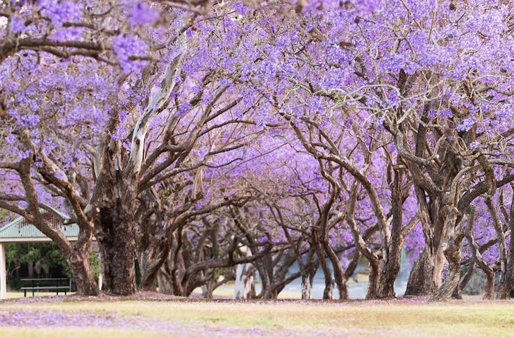 a park filled with flowering jacaranda trees