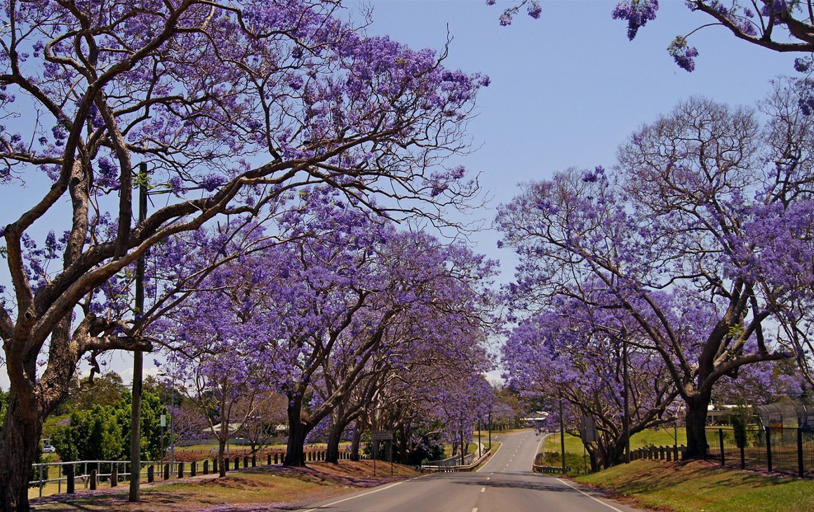 a street lined with jacaranda trees
