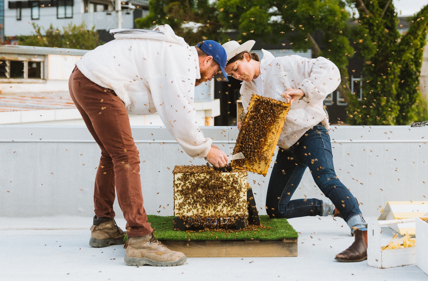 Jessie and Luke from Bees Up Top look after a hive with nary a beekeepers outfit to be seen.