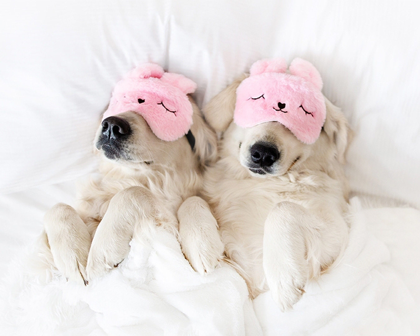 Two dogs with eye masks in bed.