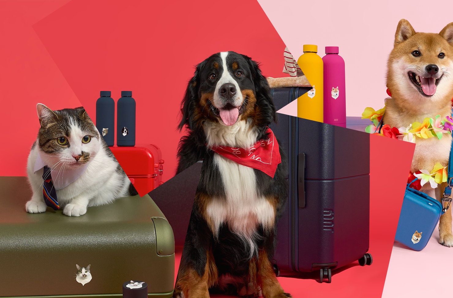 A collage of July luggage wth cats and dogs
