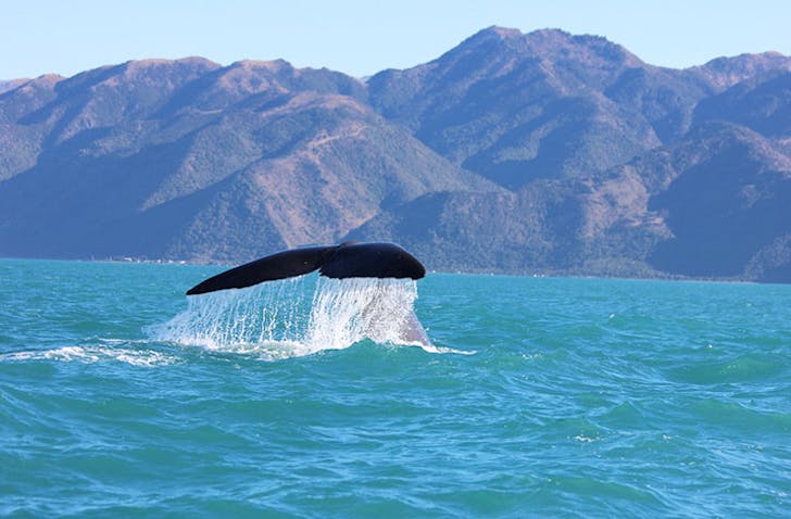 things to do south island new zealand