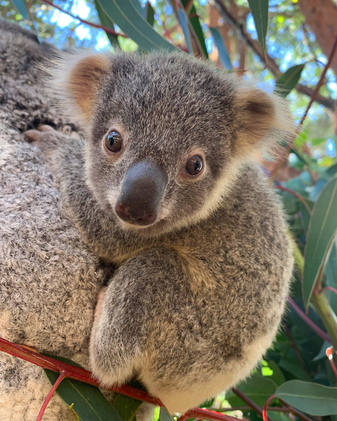 Chill With Impossibly Cute Koalas At This Rooftop All-You-Can-Eat Dumpling  Feast