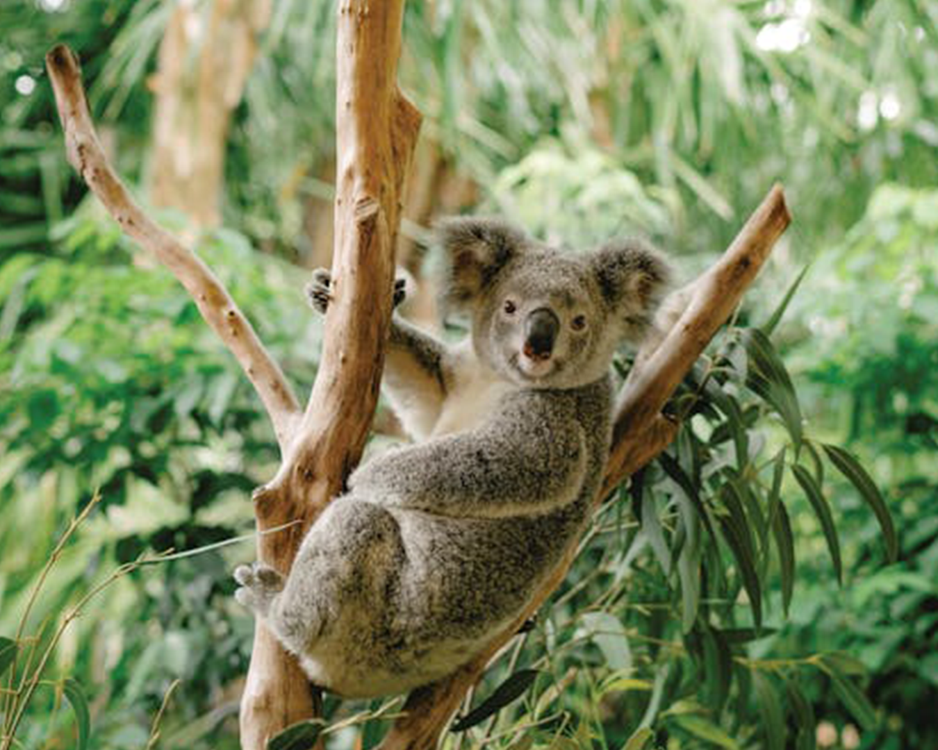 Koala sitting in gum tree