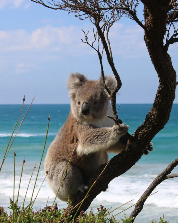 The Great Koala National Park