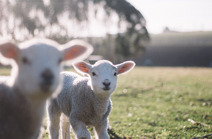 Two lambs in a grassy paddock, looking into the camera.