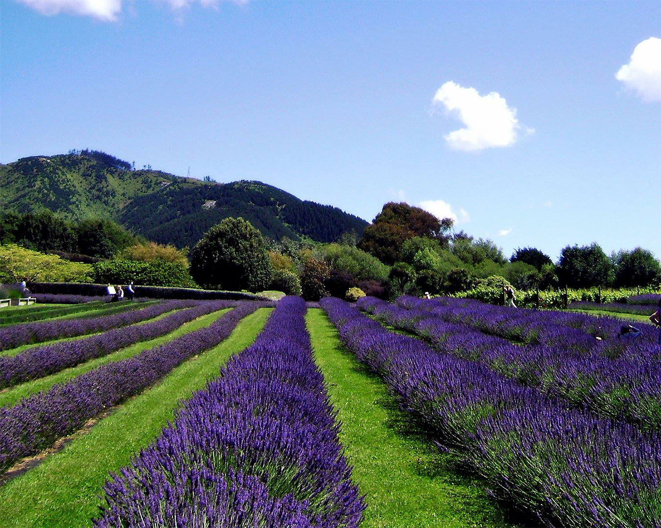 Rows upon rows of vibrant, purple lavender bushes.