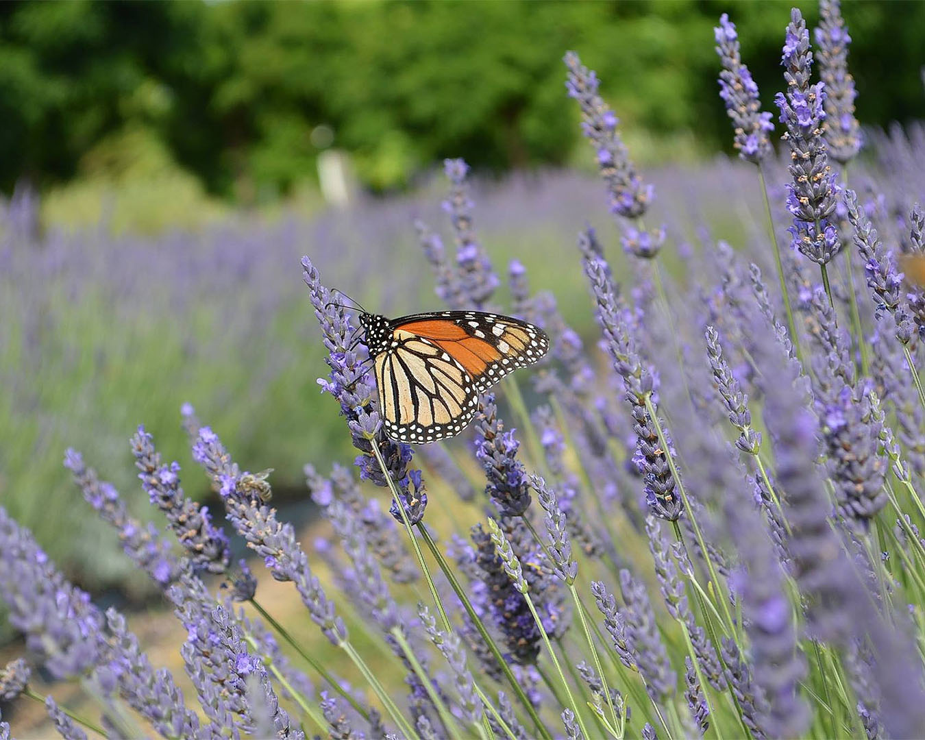 Stalks of lavender are seen with a butterfly sitting pretty at Lavender Hill Farm.