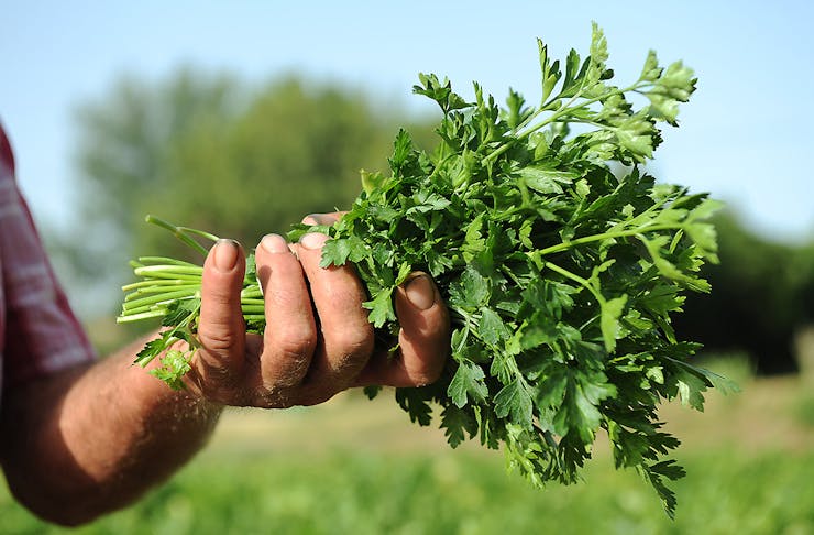 A man holds a handful of delicious looking spring greens in his hand.