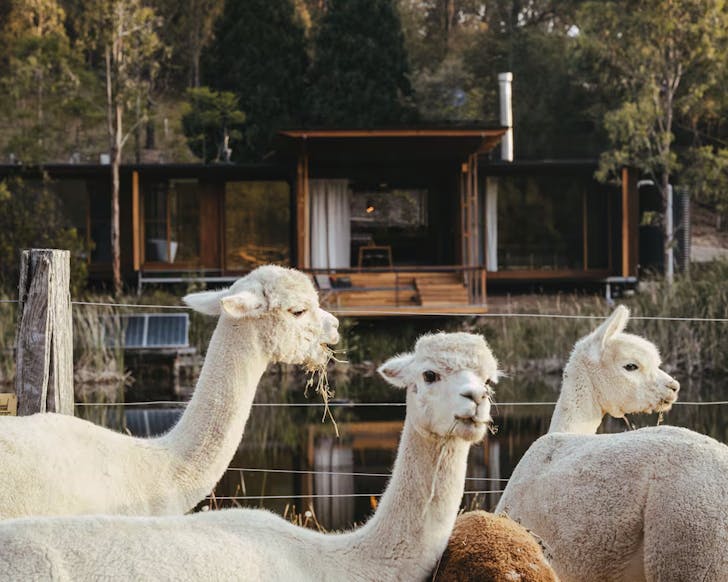 A view of Little Valley Summerhouse farm stay NSW with alpacas out the front