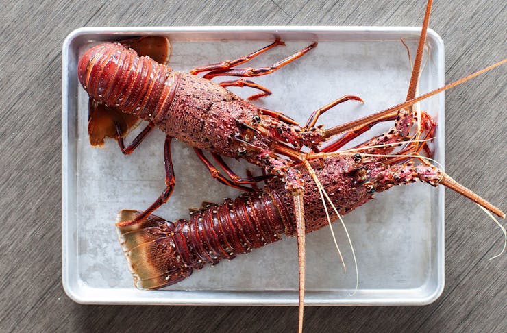 two lobsters on a plate