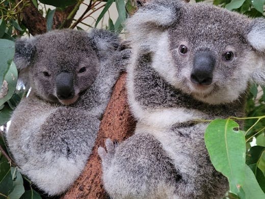 Get A Selfie With A Koala And Feed Friendly Kangaroos At This Animal Sanctuary Urban List Brisbane Get A Selfie With A Koala And Feed Friendly Kangaroos At This Animal Sanctuary Urban List Brisbane