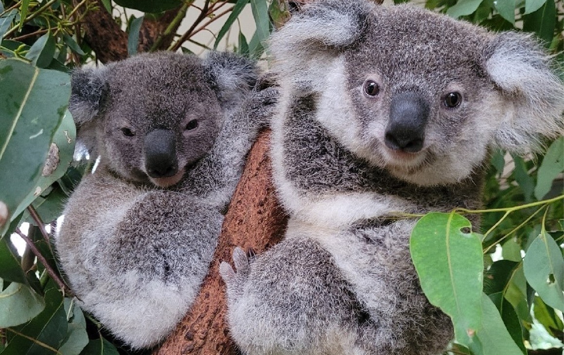 two koalas in a tree