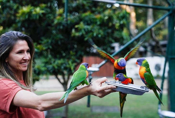 lorikeet feeding at currumbin wildlife sanctuary