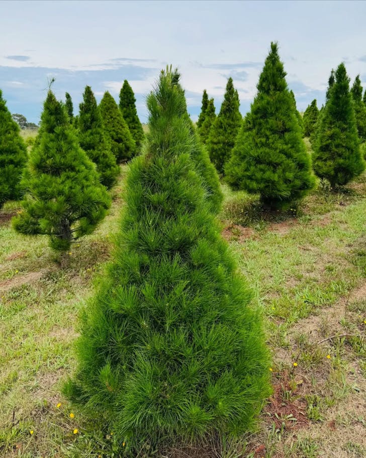 Luddenham Christmas Tree Farm
