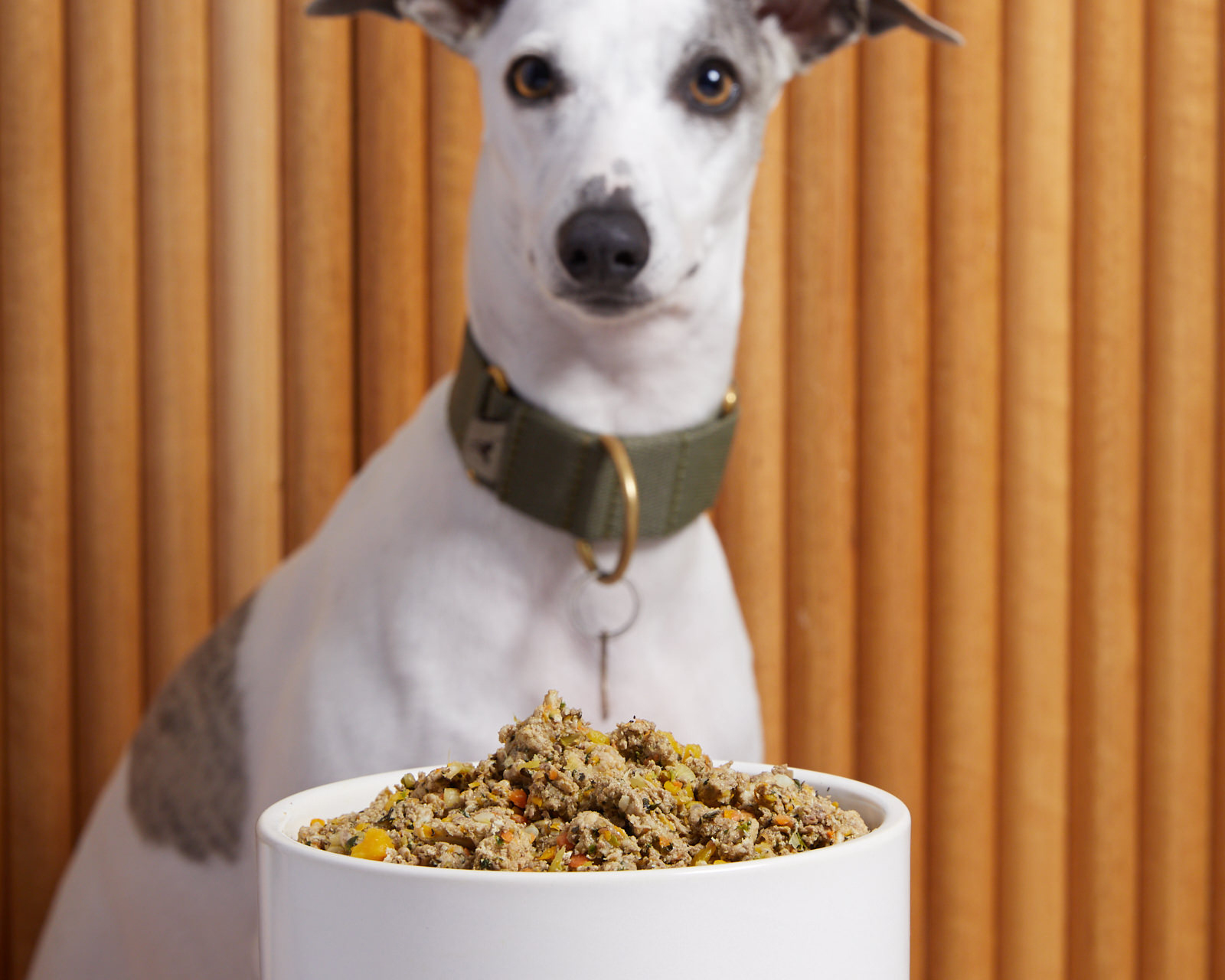 A dog and a bowl of fresh dog food
