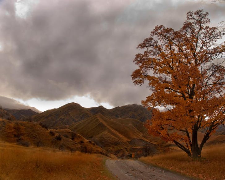 Macetown bright orange in the Autumn, Otago