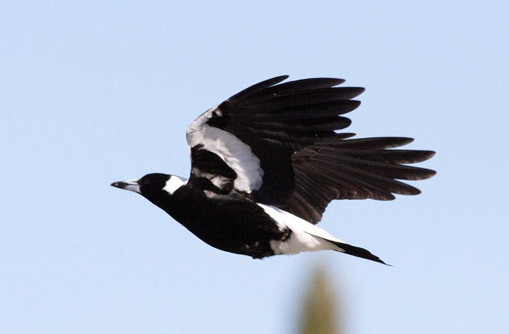a magpie flying through the sky