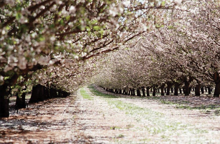 mallee-almond-blossom-festival