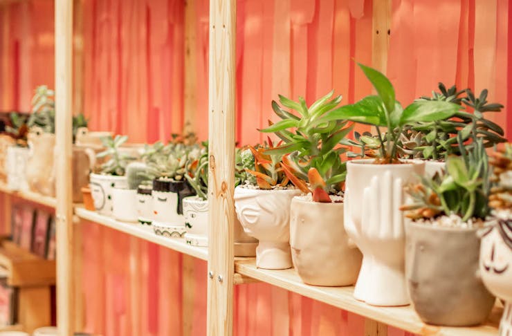 Pot plants on display at The Market Hub